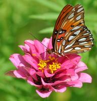 Monarch, Beautiful Butterfly Photography, Beautiful butterfly on flower, Macro Photography, Beautyful Nature photo