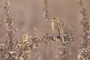 Bird Photography, Bird Picture, Most Beautiful Bird Photography, Nature Photography photo