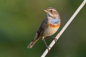 pájaro fotografía, pájaro imagen, más hermosa pájaro fotografía, naturaleza fotografía foto