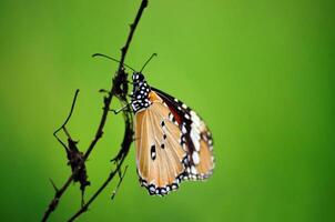 monarca, hermosa mariposa fotografía, hermosa mariposa en flor, macro fotografía, bello naturaleza foto