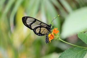 Monarch, Beautiful Butterfly Photography, Beautiful butterfly on flower, Macro Photography, Beautyful Nature photo