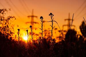 Dark silhouette of grass on the sunset. Orange sunset with black silhouette. photo