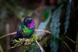 pájaro fotografía, pájaro imagen, más hermosa pájaro fotografía, naturaleza fotografía foto