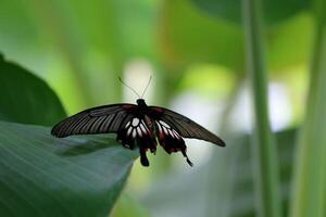 Monarch, Beautiful Butterfly Photography, Beautiful butterfly on flower, Macro Photography, Beautyful Nature photo