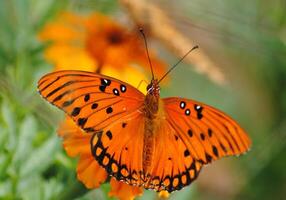 Monarch, Beautiful Butterfly Photography, Beautiful butterfly on flower, Macro Photography, Beautyful Nature photo