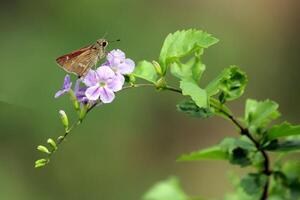 monarca, hermosa mariposa fotografía, hermosa mariposa en flor, macro fotografía, bello naturaleza foto