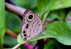 monarca, hermosa mariposa fotografía, hermosa mariposa en flor, macro fotografía, bello naturaleza foto