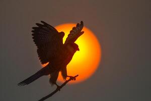 pájaro fotografía, pájaro imagen, más hermosa pájaro fotografía, naturaleza fotografía foto