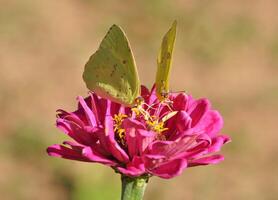 Monarch, Beautiful Butterfly Photography, Beautiful butterfly on flower, Macro Photography, Beautyful Nature photo