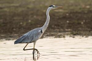 Bird Photography, Bird Picture, Most Beautiful Bird Photography, Nature Photography photo