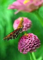 Monarch, Beautiful Butterfly Photography, Beautiful butterfly on flower, Macro Photography, Beautyful Nature photo