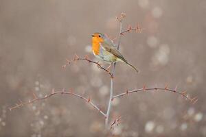 pájaro fotografía, pájaro imagen, más hermosa pájaro fotografía, naturaleza fotografía foto