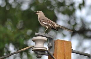 pájaro fotografía, pájaro imagen, más hermosa pájaro fotografía, naturaleza fotografía foto