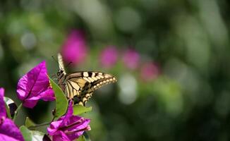 Monarch, Beautiful Butterfly Photography, Beautiful butterfly on flower, Macro Photography, Beautyful Nature photo