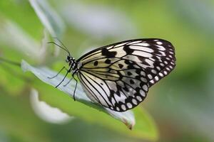 monarca, hermosa mariposa fotografía, hermosa mariposa en flor, macro fotografía, bello naturaleza foto