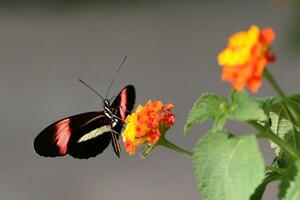 monarca, hermosa mariposa fotografía, hermosa mariposa en flor, macro fotografía, bello naturaleza foto