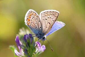 monarca, hermosa mariposa fotografía, hermosa mariposa en flor, macro fotografía, bello naturaleza foto