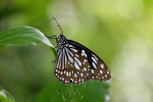 monarca, hermosa mariposa fotografía, hermosa mariposa en flor, macro fotografía, bello naturaleza foto