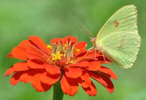 monarca, hermosa mariposa fotografía, hermosa mariposa en flor, macro fotografía, bello naturaleza foto