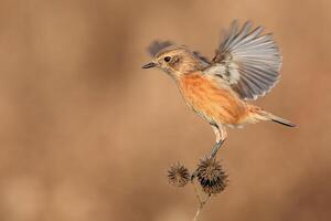 Bird Photography, Bird Picture, Most Beautiful Bird Photography, Nature Photography photo