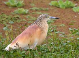 pájaro fotografía, pájaro imagen, más hermosa pájaro fotografía, naturaleza fotografía foto