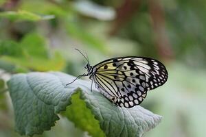 Monarch, Beautiful Butterfly Photography, Beautiful butterfly on flower, Macro Photography, Beautyful Nature photo