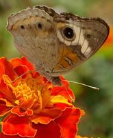 Monarch, Beautiful Butterfly Photography, Beautiful butterfly on flower, Macro Photography, Beautyful Nature photo