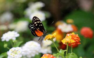 monarca, hermosa mariposa fotografía, hermosa mariposa en flor, macro fotografía, bello naturaleza foto