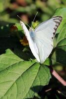 monarca, hermosa mariposa fotografía, hermosa mariposa en flor, macro fotografía, bello naturaleza foto