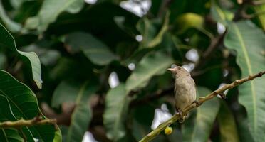 pájaro fotografía, pájaro imagen, más hermosa pájaro fotografía, naturaleza fotografía foto