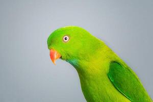 pájaro fotografía, pájaro imagen, más hermosa pájaro fotografía, naturaleza fotografía foto