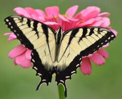 Monarch, Beautiful Butterfly Photography, Beautiful butterfly on flower, Macro Photography, Beautyful Nature photo