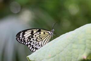 monarca, hermosa mariposa fotografía, hermosa mariposa en flor, macro fotografía, bello naturaleza foto