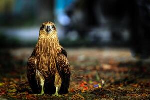 pájaro fotografía, pájaro imagen, más hermosa pájaro fotografía, naturaleza fotografía foto