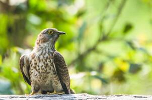 pájaro fotografía, pájaro imagen, más hermosa pájaro fotografía, naturaleza fotografía foto