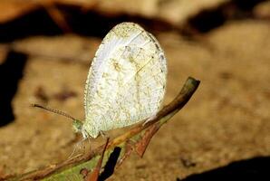 monarca, hermosa mariposa fotografía, hermosa mariposa en flor, macro fotografía, bello naturaleza foto