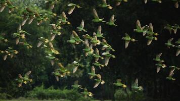 pájaro fotografía, pájaro imagen, más hermosa pájaro fotografía, naturaleza fotografía foto