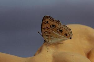 monarca, hermosa mariposa fotografía, hermosa mariposa en flor, macro fotografía, bello naturaleza foto