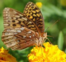 monarca, hermosa mariposa fotografía, hermosa mariposa en flor, macro fotografía, bello naturaleza foto