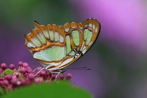 monarca, hermosa mariposa fotografía, hermosa mariposa en flor, macro fotografía, bello naturaleza foto