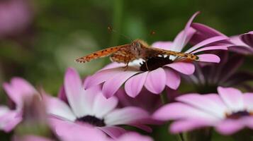 monarca, hermosa mariposa fotografía, hermosa mariposa en flor, macro fotografía, bello naturaleza foto