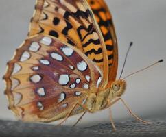 monarca, hermosa mariposa fotografía, hermosa mariposa en flor, macro fotografía, bello naturaleza foto