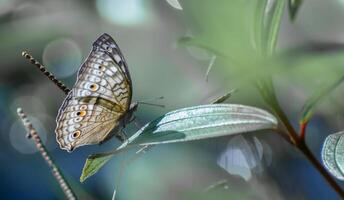 monarca, hermosa mariposa fotografía, hermosa mariposa en flor, macro fotografía, bello naturaleza foto