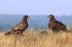 Bird Photography, Bird Picture, Most Beautiful Bird Photography, Nature Photography photo