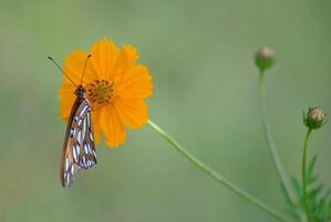 Monarch, Beautiful Butterfly Photography, Beautiful butterfly on flower, Macro Photography, Beautyful Nature photo