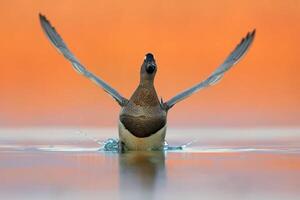 pájaro fotografía, pájaro imagen, más hermosa pájaro fotografía, naturaleza fotografía foto