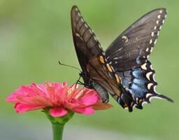 Monarch, Beautiful Butterfly Photography, Beautiful butterfly on flower, Macro Photography, Beautyful Nature photo