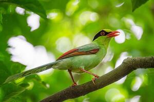 pájaro fotografía, pájaro imagen, más hermosa pájaro fotografía, naturaleza fotografía foto