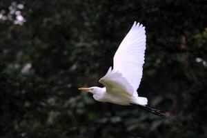 pájaro fotografía, pájaro imagen, más hermosa pájaro fotografía, naturaleza fotografía foto