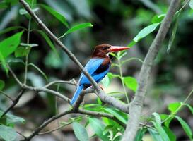 pájaro fotografía, pájaro imagen, más hermosa pájaro fotografía, naturaleza fotografía foto